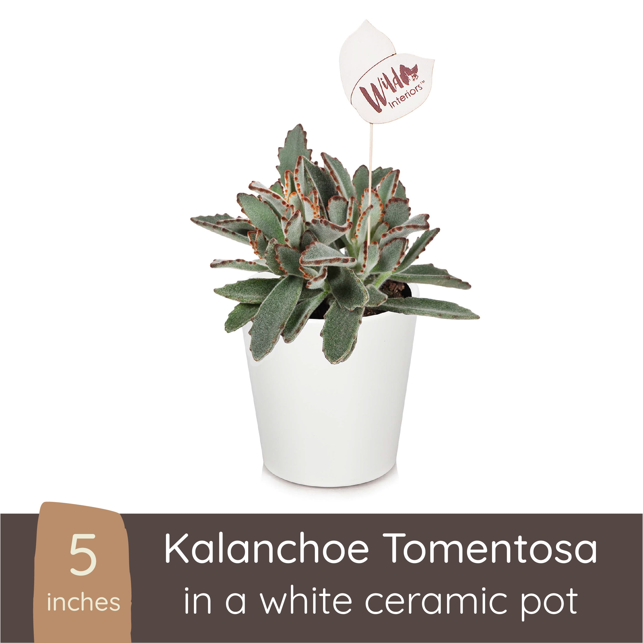 Wild Interiors Kalanchoe Tomentosa Succulent, 12-18 Tall, 5 Ceramic Pot -  Walmart.com