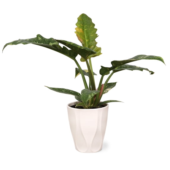 Wild Interiors Live Indoor Fancy Philodendron Assorted in 5" Decorative Fiber Clay Pot