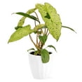 thumbnail image 1 of "Wild Interiors Live Indoor Plant 12"" Tall Fancy Philodendron Assorted 5"" Decorative Pot, 1 of 5