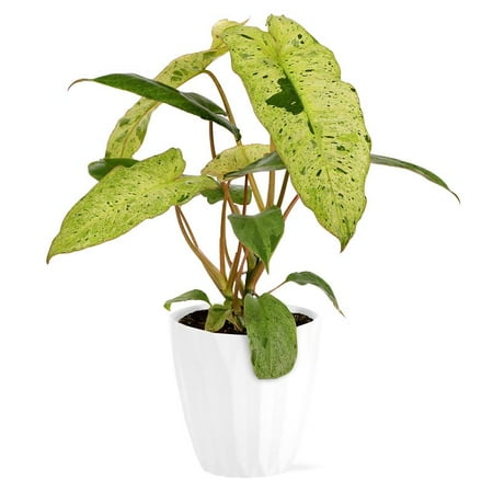 "Wild Interiors Live Indoor Plant 12"" Tall Fancy Philodendron Assorted 5"" Decorative Pot
