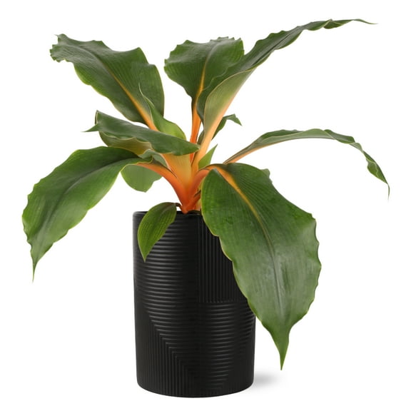 Wild Interiors Orange Spider Plant in Sleek Black Pot  5in Bold Accent