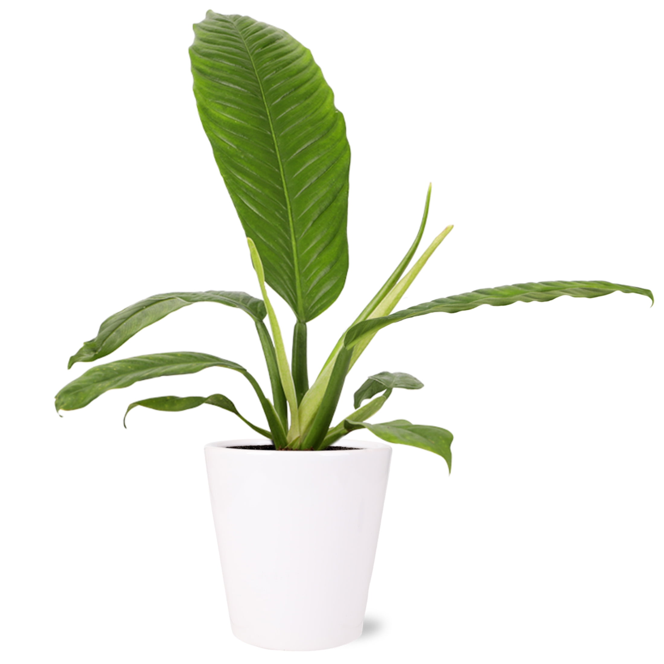Wild Interiors Philodendron Campii Hybrid in Minimalist White