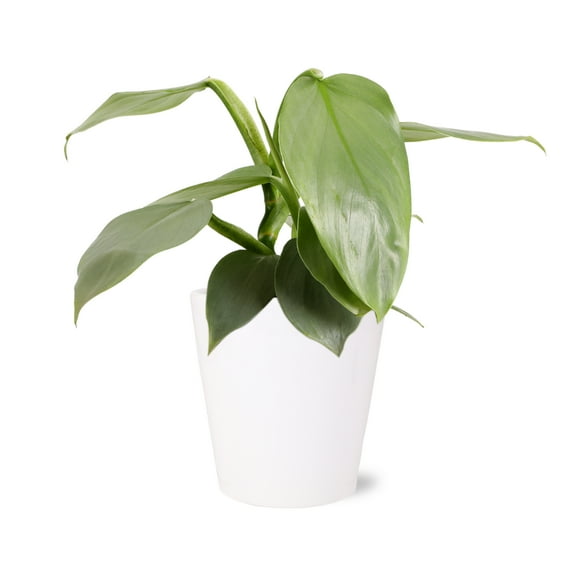Wild Interiors Philodendron Silver Cloud in White Pot  5in Rare Variety