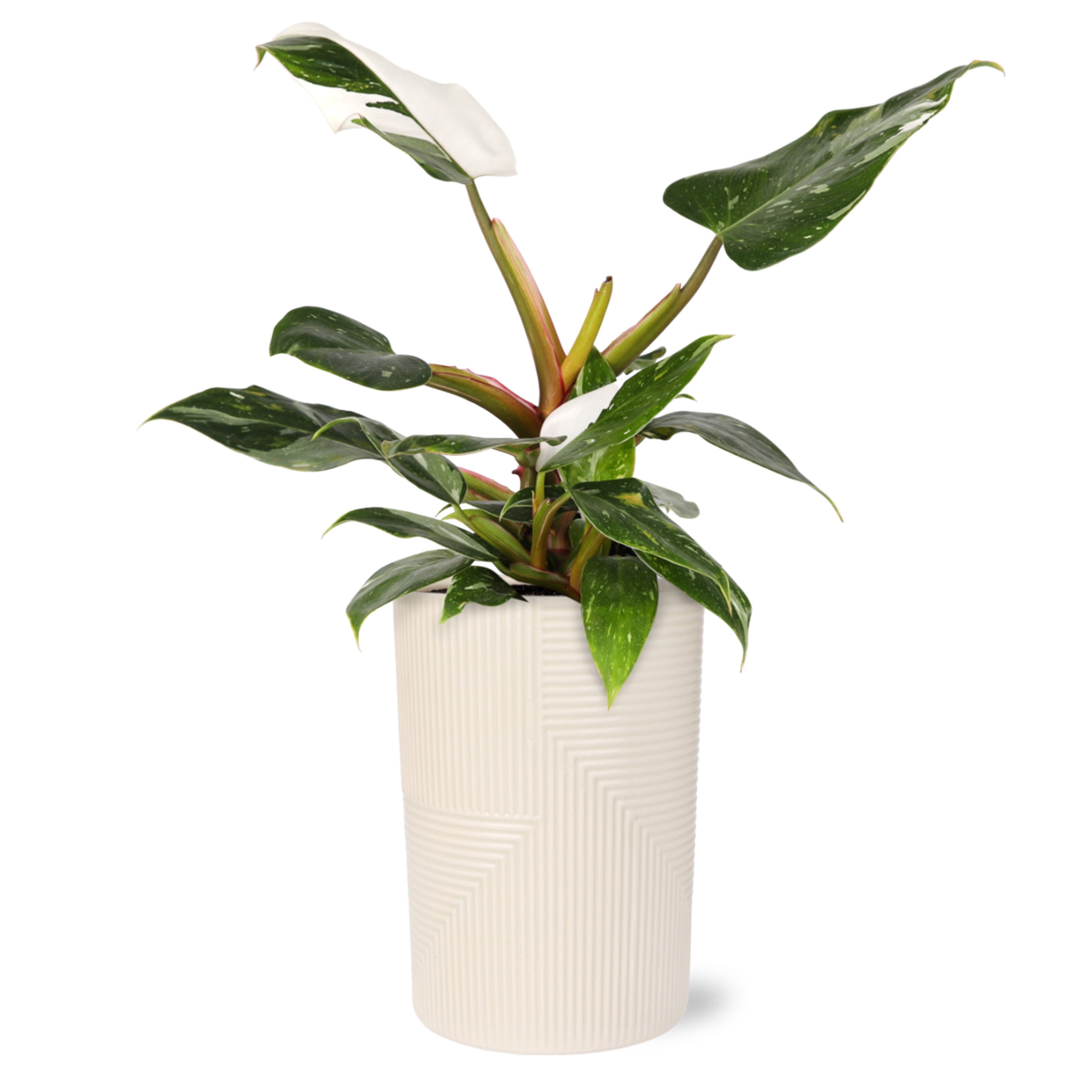 Wild Interiors Philodendron White Princess in Chic Beige Pot – 5in Collector’s Plant