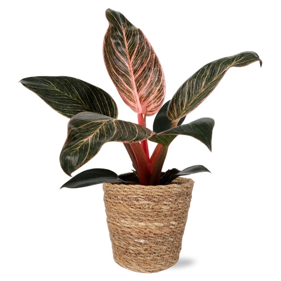 Wild Interiors Pink Bikini Plant in Natural Seagrass Pot 5in Vibrant Beauty