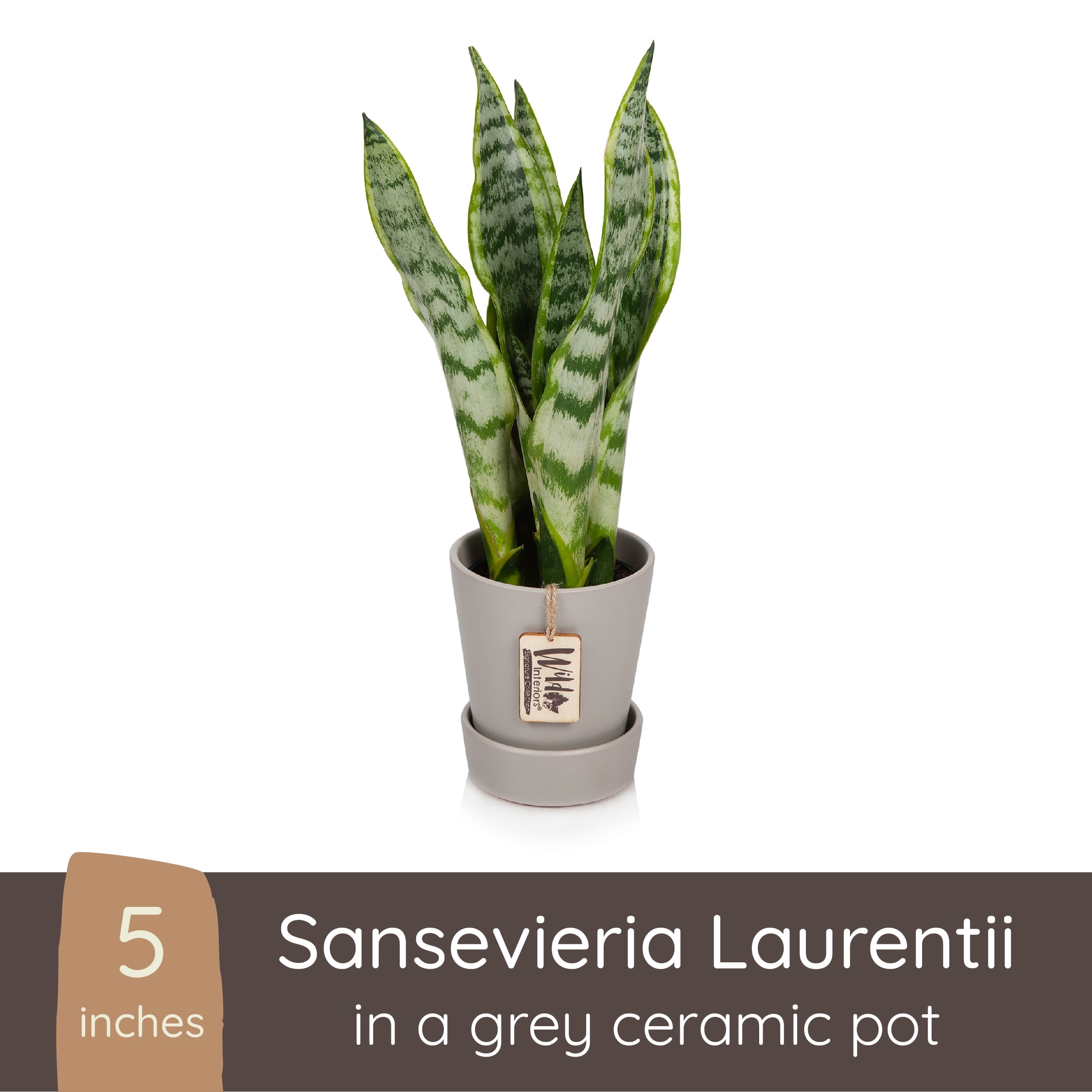 Wild Interiors Sansevieria Laurentii Plant, 15-18” Tall, 5” Ceramic Pot