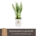 thumbnail image 1 of Wild Interiors Sansevieria Laurentii Plant, 15-18” Tall, 5” Ceramic Pot, 1 of 6