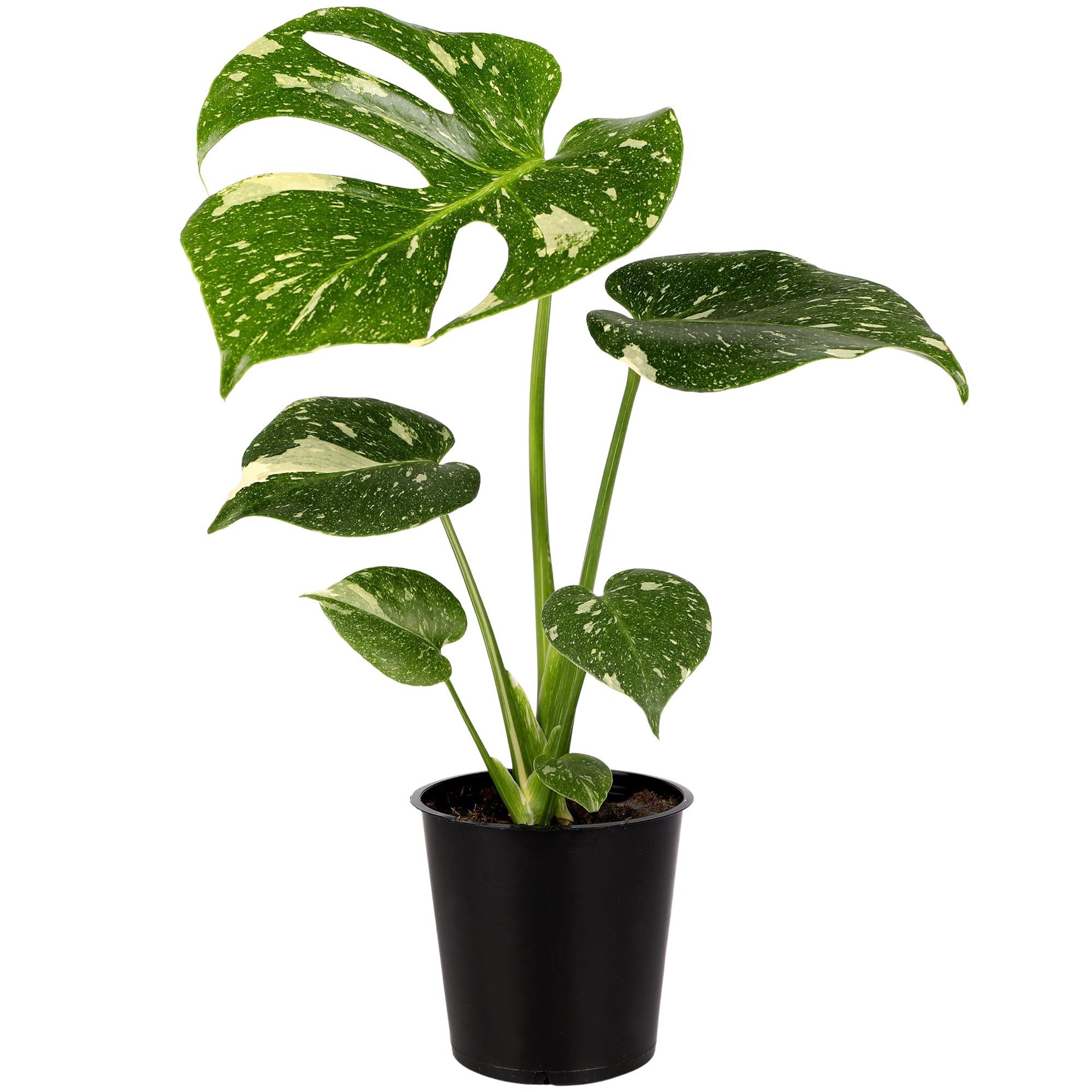 Wild Interiors Real Variegated Monstera Thai Constellation Indoor House Plant in 5” Grower Pot, Bright Indirect Light