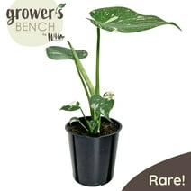 Wild Interiors Thai Constellation Green and Cream Monstera Live Plants in 5” Grower Pot, House Plant, Bright Indirect Light