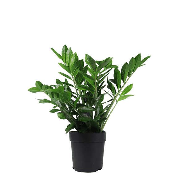 Wild Interiors ZZ Plant Live Plants in 8" Grower Pot, House Plant