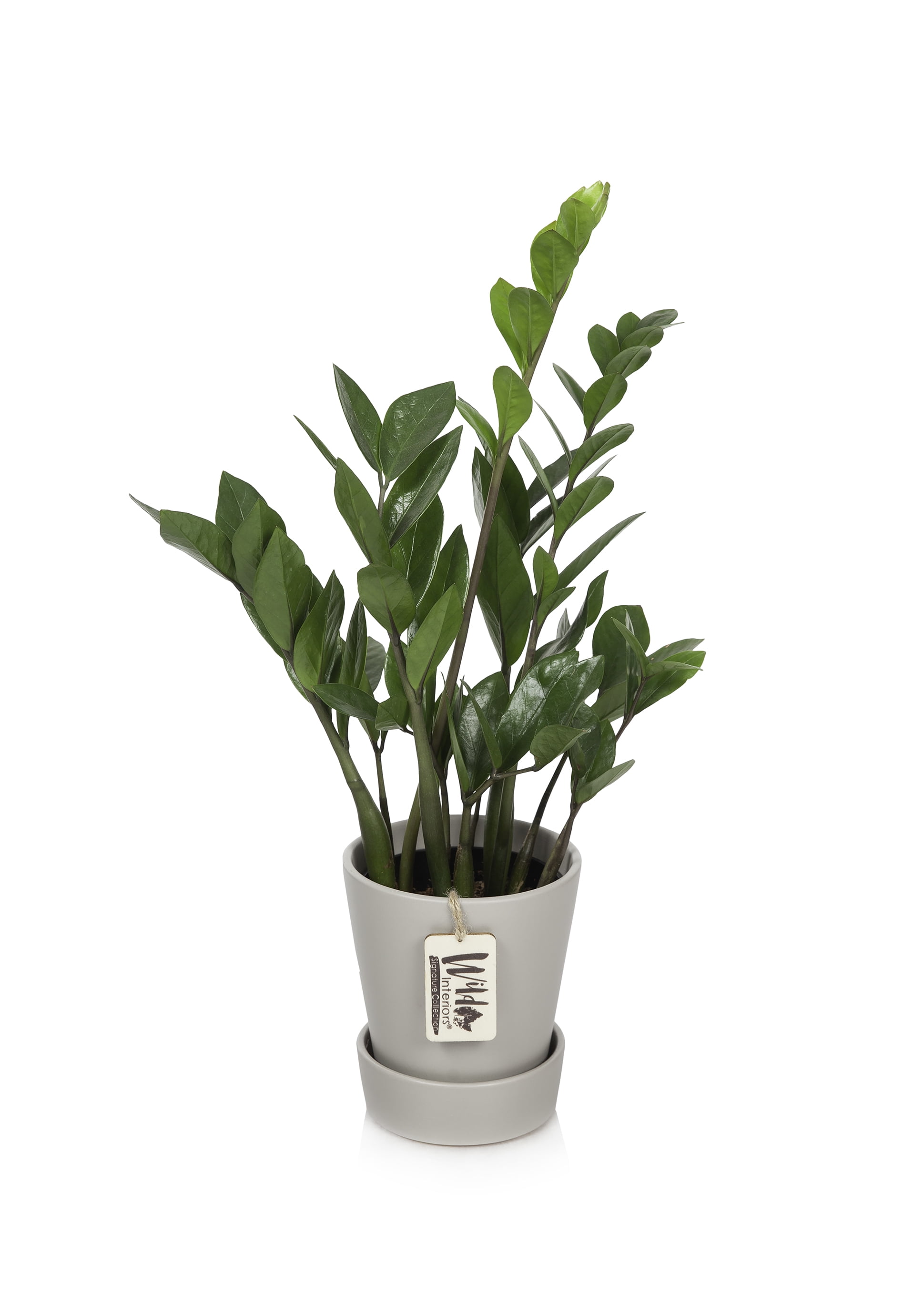 Wild Interiors ZZ (Zamioculcas Zamiifolia), 12-18” Tall, 5” Ceramic Pot