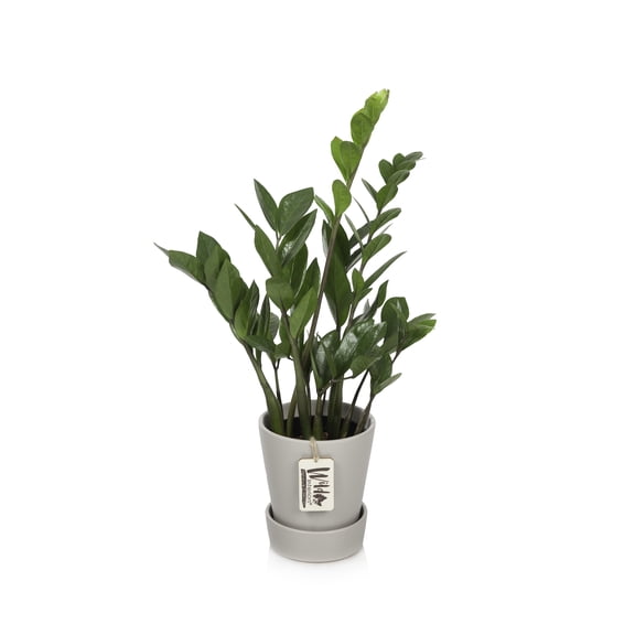 Wild Interiors ZZ (Zamioculcas Zamiifolia), 12-18” Tall, 5” Ceramic Pot