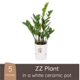 thumbnail image 1 of Wild Interiors ZZ (Zamioculcas Zamiifolia), 12-18” Tall, 5” Ceramic Pot, 1 of 6
