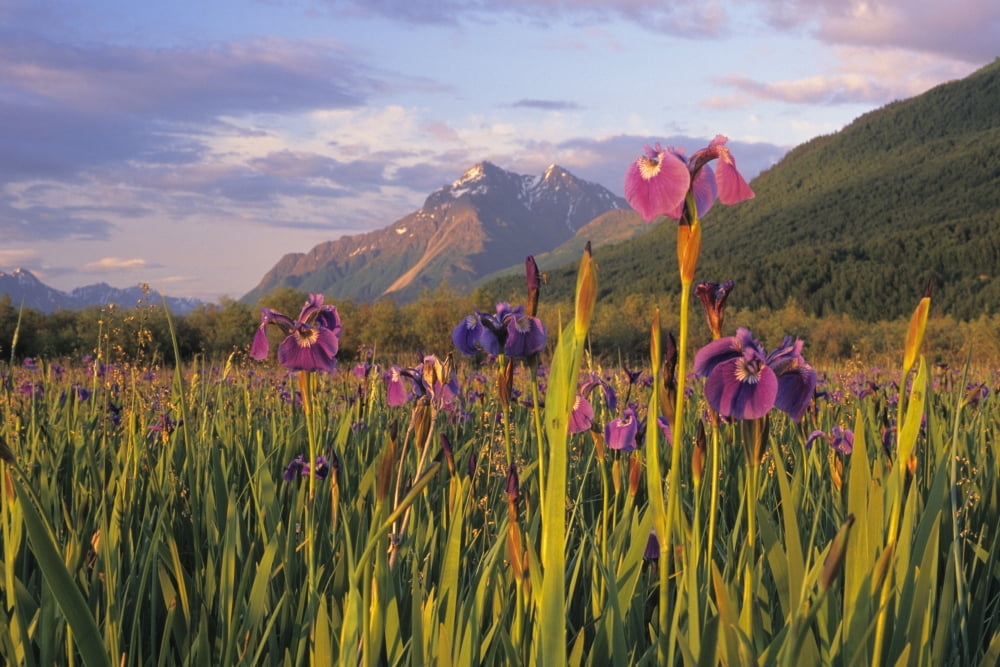 Wild Iris Blooming In Front Of Pioneer Peak Sc Alaska Summer Mat-Su Valley Canvas Art - Jim Barr Design Pics (17 x 11)