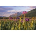 thumbnail image 1 of Wild Iris Blooming In Front Of Pioneer Peak Sc Alaska Summer Mat-Su Valley Poster Print, 1 of 2