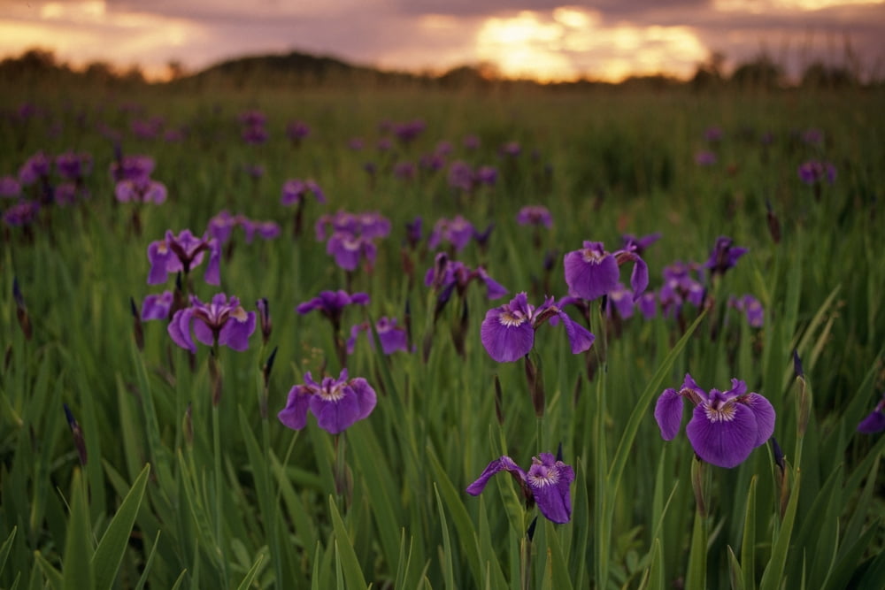 Wild Iris Blooms On Palmer Hayflats Sunset Sc Ak Summer Mat-Su Valley Canvas Art - Calvin Hall Design Pics (34 x 22)