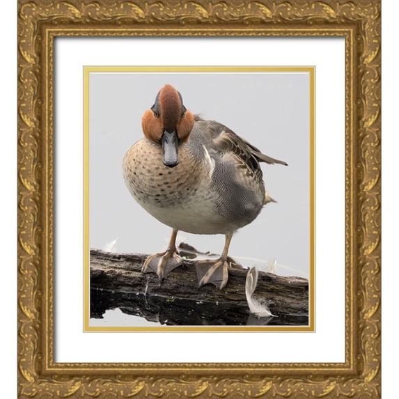 Wild, Jamie and Judy 12x13 Gold Ornate Wood Framed with Double Matting Museum Art Print Titled - WA-Juanita Bay Wetland-Green-winged Teal (Anas crecca)-male