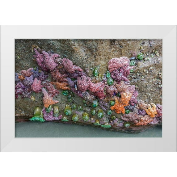 Wild, Jamie and Judy 24x17 White Modern Wood Framed Museum Art Print Titled - WA-Olympic National Park-Second Beach-Ochre Sear Stars and Giant Green Anemones