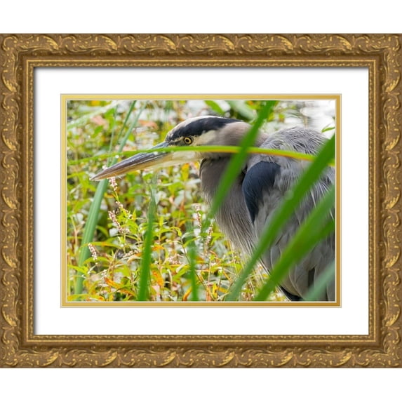 Wild, Jamie and Judy 32x25 Gold Ornate Wood Framed with Double Matting Museum Art Print Titled - WA-Juanita Bay Wetland-Great Blue Heron (Ardea herodias)