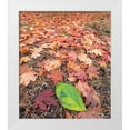 thumbnail image 1 of Wild, Jamie and Judy 12x13 White Modern Wood Framed Museum Art Print Titled - Washington State-Autumn colored maple leaves with green red alder leaf, 1 of 4