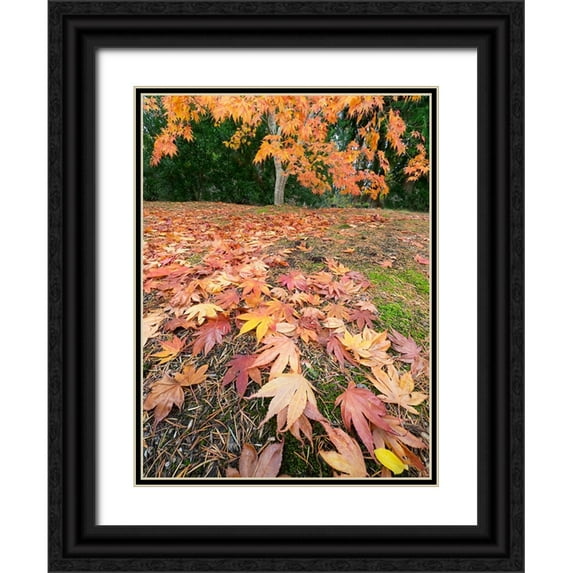 Wild, Jamie and Judy 12x14 Black Ornate Wood Framed with Double Matting Museum Art Print Titled - Washington State-Autumn Maple leaves