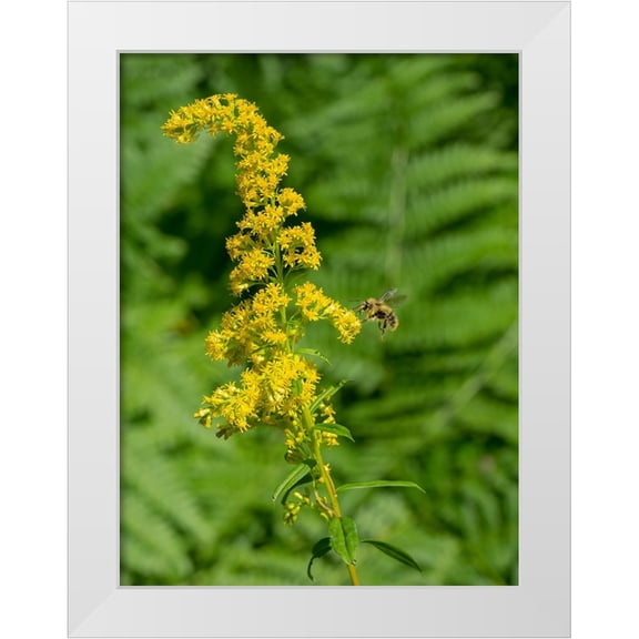 Wild, Jamie and Judy 12x14 White Modern Wood Framed Museum Art Print Titled - Washington State-Central Cascades-Canada Goldenrod and Bumble Bee