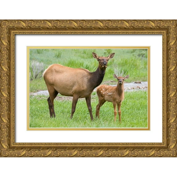 Wild, Jamie and Judy 14x11 Gold Ornate Wood Framed with Double Matting Museum Art Print Titled - WY-Yellowstone National Park-Elk calf and mother