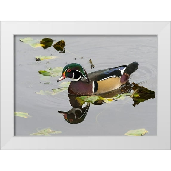 Wild, Jamie and Judy 14x11 White Modern Wood Framed Museum Art Print Titled - WA-Juanita Bay Wetland-Wood Duck-male (Aix sponsa)