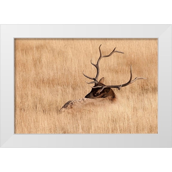 Wild, Jamie and Judy 14x11 White Modern Wood Framed Museum Art Print Titled - WY-Yellowstone National Park-Bull Elk-in meadow-(Cervus elaphus)