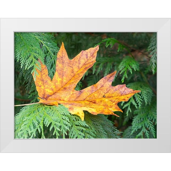 Wild, Jamie and Judy 14x11 White Modern Wood Framed Museum Art Print Titled - Washington State Bigleaf maple leaf