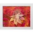 thumbnail image 1 of Wild, Jamie and Judy 14x12 White Modern Wood Framed Museum Art Print Titled - Washington State-Maple leaves, 1 of 4