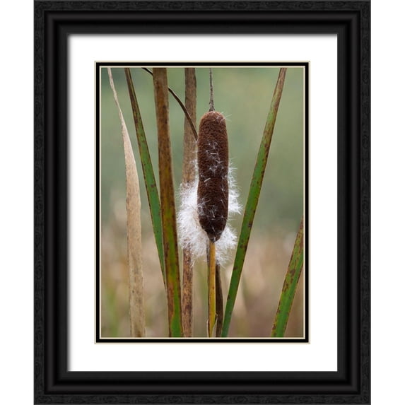 Wild, Jamie and Judy 15x18 Black Ornate Wood Framed with Double Matting Museum Art Print Titled - WA-Juanita Bay Wetland-Cattail