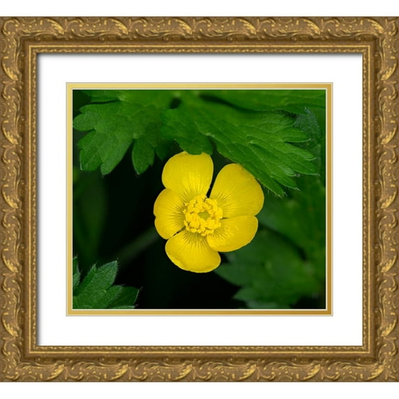 Wild, Jamie and Judy 17x15 Gold Ornate Wood Framed with Double Matting Museum Art Print Titled - Creeping Buttercup