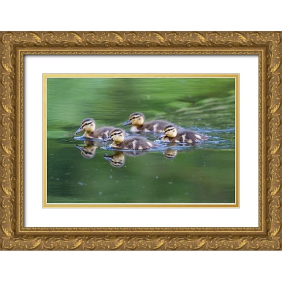 Wild, Jamie and Judy 18x13 Gold Ornate Wood Framed with Double Matting Museum Art Print Titled - WA-Mercer Slough-Wood Duck ducklings (Aix Sponsa)