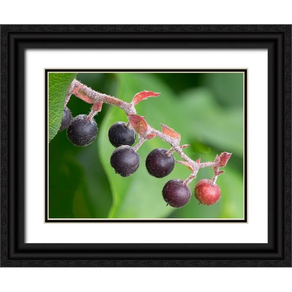 Wild, Jamie and Judy 18x14 Black Ornate Wood Framed with Double Matting Museum Art Print Titled - Salal berries