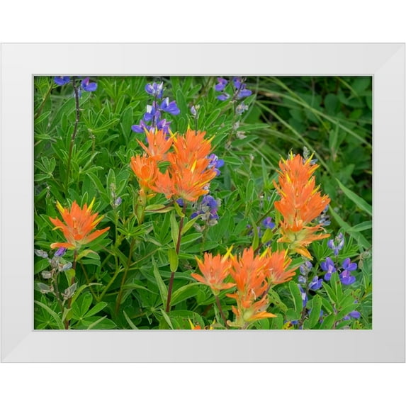 Wild, Jamie and Judy 18x15 White Modern Wood Framed Museum Art Print Titled - Washington State-Central Cascades-Hairy Paintbrush and Subalpine Lupine