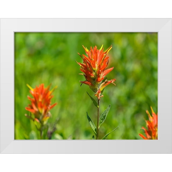 Wild, Jamie and Judy 18x15 White Modern Wood Framed Museum Art Print Titled - Washington State-Mount Rainier National Park Magenta Paintbrush