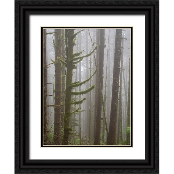 Wild, Jamie and Judy 19x24 Black Ornate Wood Framed with Double Matting Museum Art Print Titled - Washington State-Tiger Mountain-Trees in fog