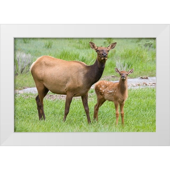 Wild, Jamie and Judy 24x17 White Modern Wood Framed Museum Art Print Titled - WY-Yellowstone National Park-Elk calf and mother