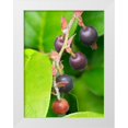 thumbnail image 1 of Wild, Jamie and Judy 25x32 White Modern Wood Framed Museum Art Print Titled - Salal berries, 1 of 4