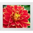 thumbnail image 1 of Wild, Jamie and Judy 30x26 White Modern Wood Framed Museum Art Print Titled - WA-Redmond-Dahlia, 1 of 4