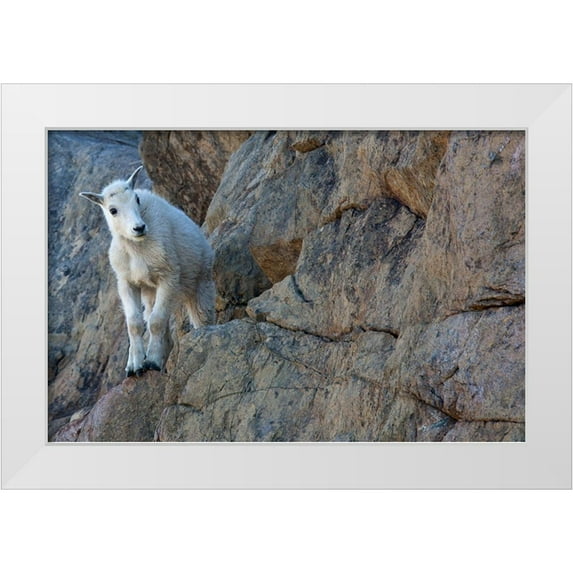 Wild, Jamie and Judy 32x22 White Modern Wood Framed Museum Art Print Titled - WA-Alpine Lakes Wilderness-Ingalls Lake area-Kid (baby) goat on cliff