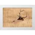 thumbnail image 1 of Wild, Jamie and Judy 32x23 White Modern Wood Framed Museum Art Print Titled - WY-Yellowstone National Park-Bull Elk-in meadow-(Cervus elaphus), 1 of 4