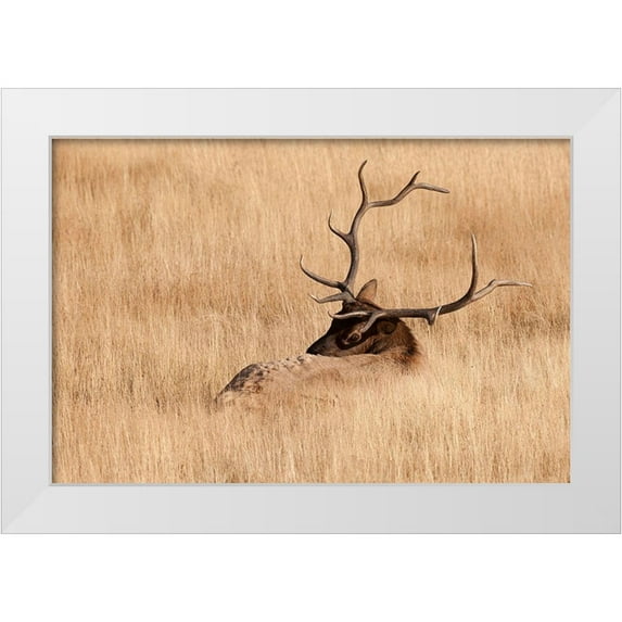 Wild, Jamie and Judy 32x23 White Modern Wood Framed Museum Art Print Titled - WY-Yellowstone National Park-Bull Elk-in meadow-(Cervus elaphus)
