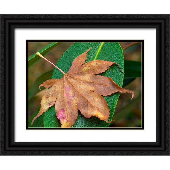 Wild, Jamie and Judy 32x25 Black Ornate Wood Framed with Double Matting Museum Art Print Titled - Washington State-Maple Leaf with dew drops