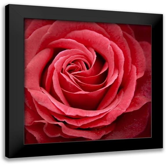 Wild, JandJ 12x12 Black Modern Framed Museum Art Print Titled - Palais Rose