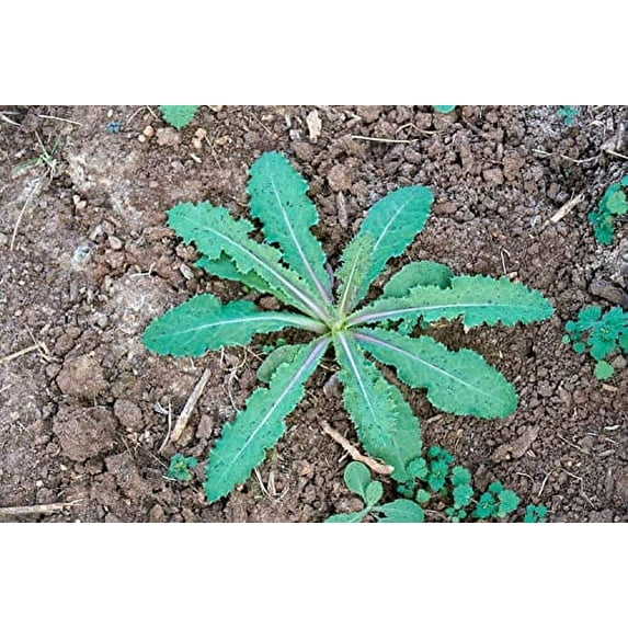 Wild Lettuce 50 Seeds (Lactuca virosa) Heirloom - Non GMO - Open Pollinated
