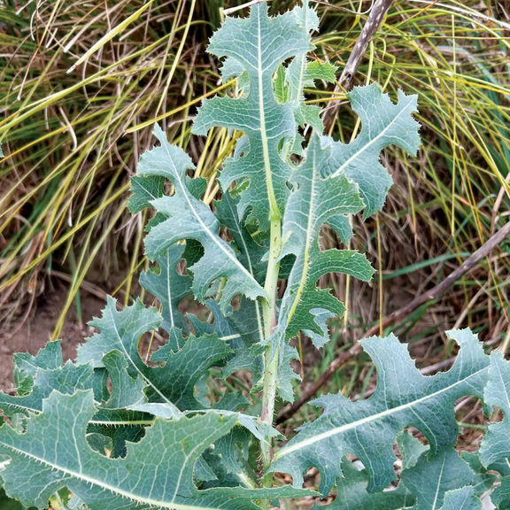 Wild Lettuce Plant Live, In 4" Pot, Wild Lettuce Herb To Grow