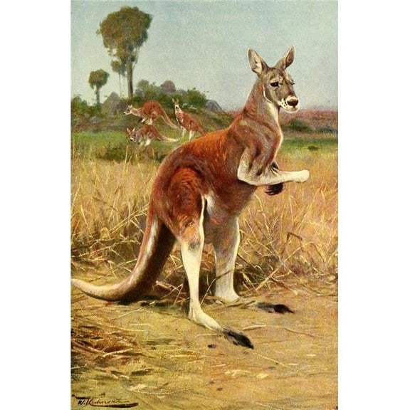 Wild Life of The World 1916 Red Kangaroo Poster Print by F.W. Kuhnert - 18 x 24