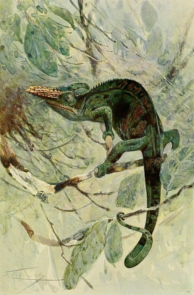Wild Life of the World 1916 African Chameleon Canvas Art - FW Kuhnert (18 x 24)